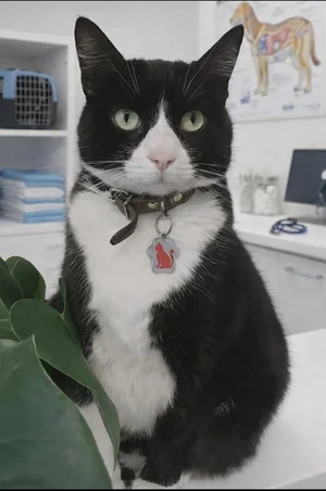 Kitty