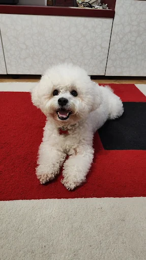 Pacient TrioHelp Vet